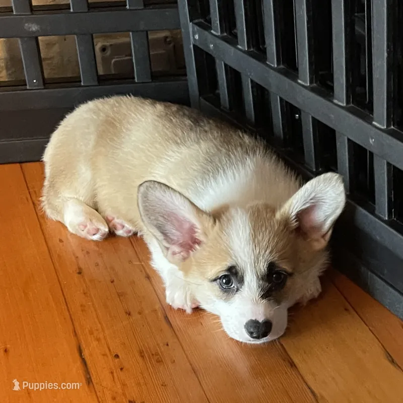 Popcorn – Pembroke Welsh Corgi puppy for sale in Lacey, WA