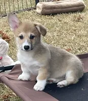 Chloe, a female Pembroke Welsh Corgi for sale in Lacey, WA – 7 of 8