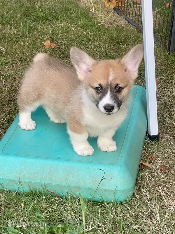 Charlie – Pembroke Welsh Corgi puppy for sale in Lacey, WA