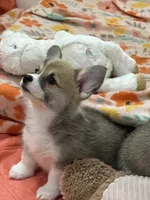 Avery, a female Pembroke Welsh Corgi for sale in Lacey, WA – 3 of 5