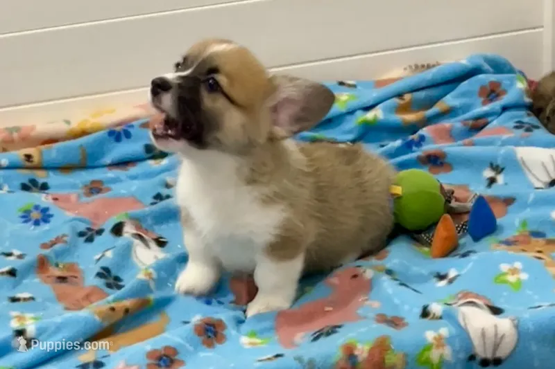 Charlie – Pembroke Welsh Corgi puppy for sale in Lacey, WA