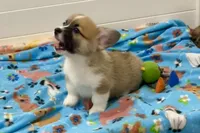 Charlie, a male Pembroke Welsh Corgi for sale in Lacey, WA – 1 of 5