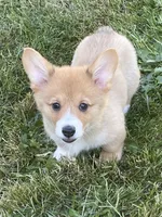 Luna, a female Pembroke Welsh Corgi for sale in Lacey, WA – 2 of 9