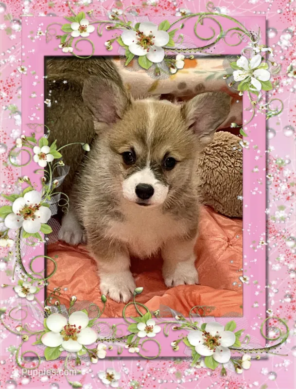 Avery – Pembroke Welsh Corgi puppy for sale in Lacey, WA