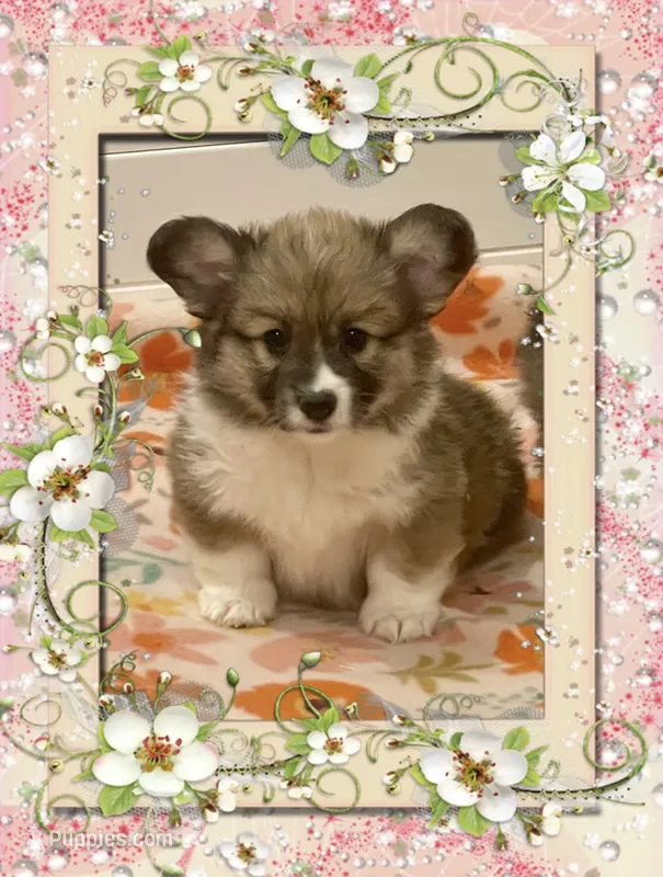 Sadie- FLUFFY – Pembroke Welsh Corgi puppy for sale in Lacey, WA