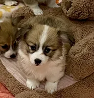 Zoey- FLUFFY, a female Pembroke Welsh Corgi for sale in Lacey, WA – 4 of 6