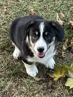 Noodles, a male Pembroke Welsh Corgi for sale in Lacey, WA – 5 of 5