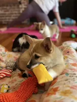 Peaches, a male Pembroke Welsh Corgi for sale in Lacey, WA – 5 of 8