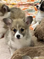 Gracie, a female Pembroke Welsh Corgi for sale in Lacey, WA – 5 of 6