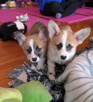 Popcorn, a female Pembroke Welsh Corgi for sale in Lacey, WA – 3 of 6