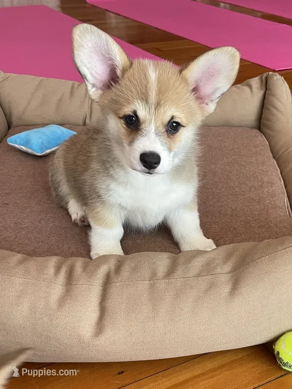 Avery – Pembroke Welsh Corgi puppy for sale in Lacey, WA
