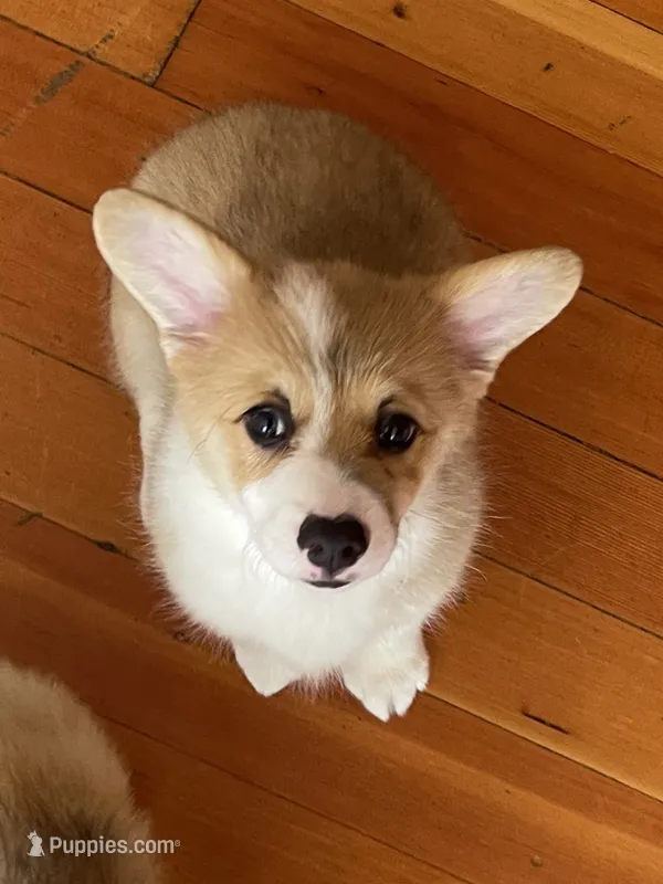  Ellie  – Pembroke Welsh Corgi puppy for sale in Lacey, WA