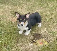 Angus, a male Pembroke Welsh Corgi for sale in Lacey, WA – 2 of 9