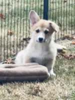 Chloe, a female Pembroke Welsh Corgi for sale in Lacey, WA – 6 of 8