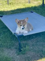 Gunner, a male Pembroke Welsh Corgi for sale in Lacey, WA – 2 of 9