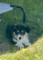 Angus, a male Pembroke Welsh Corgi for sale in Lacey, WA – 5 of 8