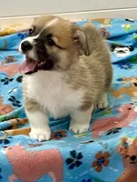 Charlie, a male Pembroke Welsh Corgi for sale in Lacey, WA – 2 of 5