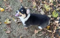 Bernard- FLUFFY, a male Pembroke Welsh Corgi for sale in Lacey, WA – 4 of 10
