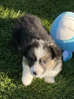 Cosmo~FLUFFY, a male Pembroke Welsh Corgi for sale in Lacey, WA – 7 of 7
