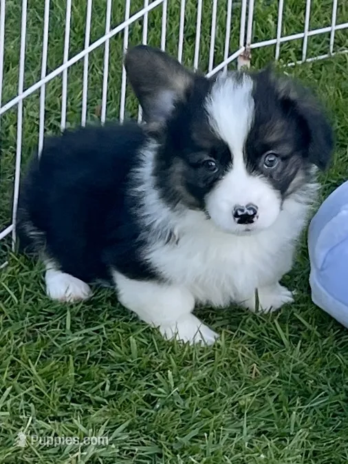 Gizmo – Pembroke Welsh Corgi puppy for sale in Lacey, WA