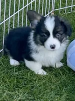 Gizmo, a male Pembroke Welsh Corgi for sale in Lacey, WA – 1 of 5