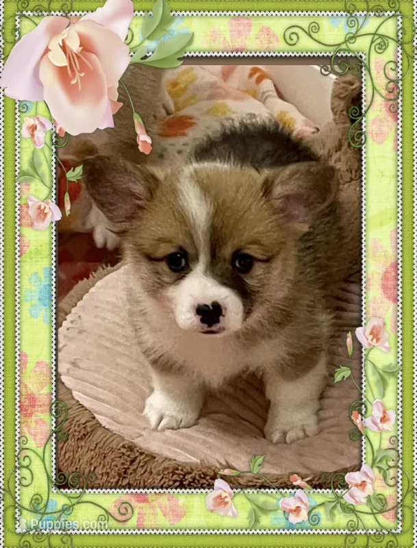 Ellie – Pembroke Welsh Corgi puppy for sale in Lacey, WA
