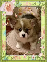 WEEKEND SPECIAL! : Ellie , a female Pembroke Welsh Corgi for sale in Lacey, WA – 5 of 9