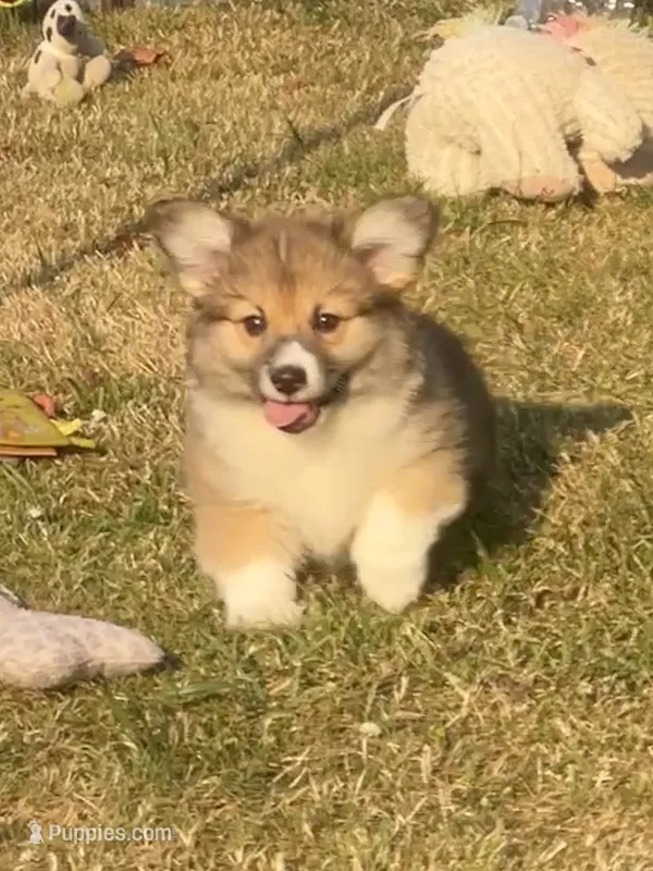 Sadie- FLUFFY – Pembroke Welsh Corgi puppy for sale in Lacey, WA