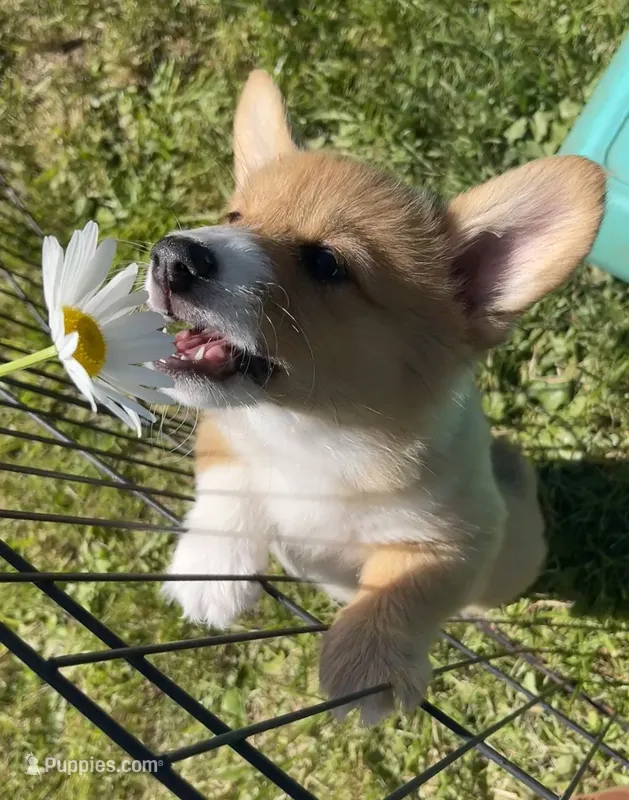Luna – Pembroke Welsh Corgi puppy for sale in Lacey, WA
