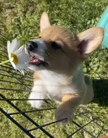 Luna, a female Pembroke Welsh Corgi for sale in Lacey, WA – 1 of 9
