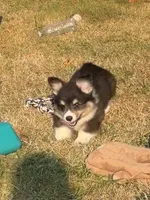 Bernard- FLUFFY, a male Pembroke Welsh Corgi for sale in Lacey, WA – 3 of 7