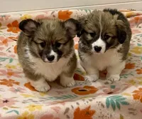 Sadie- FLUFFY, a female Pembroke Welsh Corgi for sale in Lacey, WA – 3 of 4