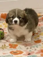 Frankie, a male Pembroke Welsh Corgi for sale in Lacey, WA – 3 of 3