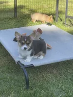 Oliver, a male Pembroke Welsh Corgi for sale in Lacey, WA – 5 of 5