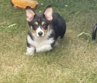 Angus, a male Pembroke Welsh Corgi for sale in Lacey, WA – 4 of 9