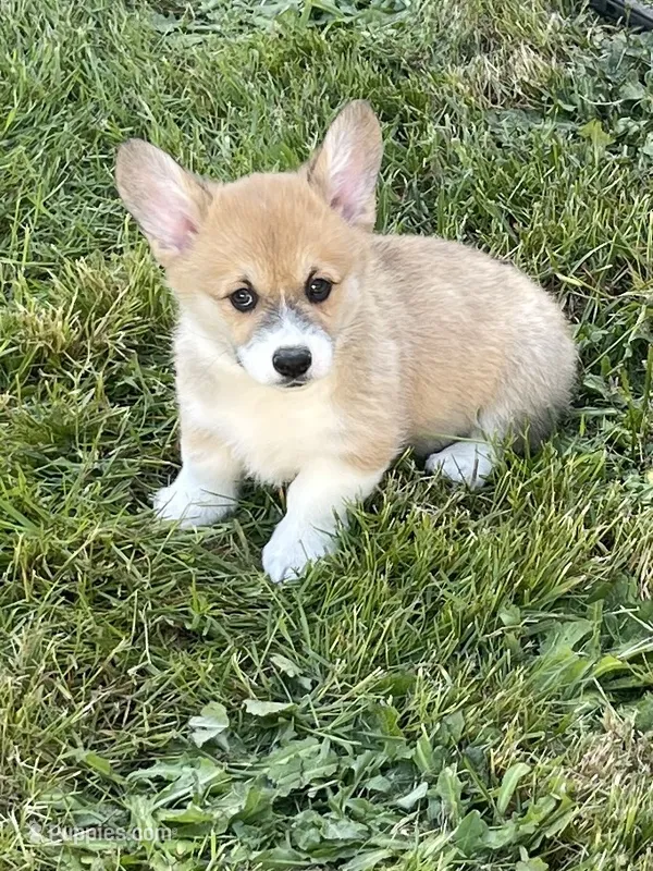 Lola – Pembroke Welsh Corgi puppy for sale in Lacey, WA