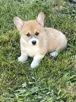 Lola, a female Pembroke Welsh Corgi for sale in Lacey, WA – 1 of 10