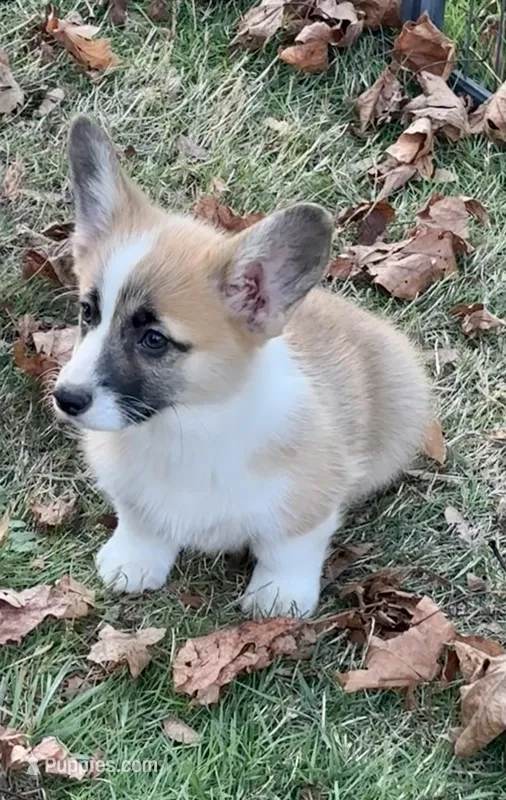 Pickles – Pembroke Welsh Corgi puppy for sale in Lacey, WA