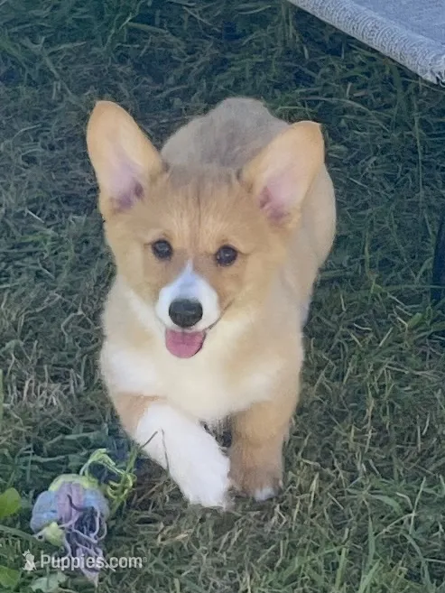 Luna – Pembroke Welsh Corgi puppy for sale in Lacey, WA