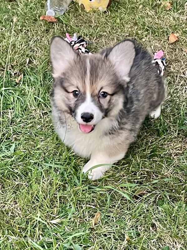 Odie – Pembroke Welsh Corgi puppy for sale in Lacey, WA