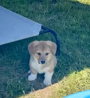 Murphy, a female Pembroke Welsh Corgi for sale in Lacey, WA – 8 of 8