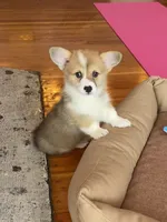 WEEKEND SPECIAL! : Ellie , a female Pembroke Welsh Corgi for sale in Lacey, WA – 3 of 9