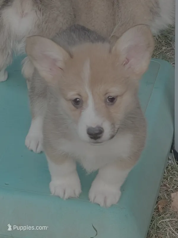 Stella – Pembroke Welsh Corgi puppy for sale in Lacey, WA