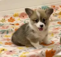 Ellie, a female Pembroke Welsh Corgi for sale in Lacey, WA – 4 of 5