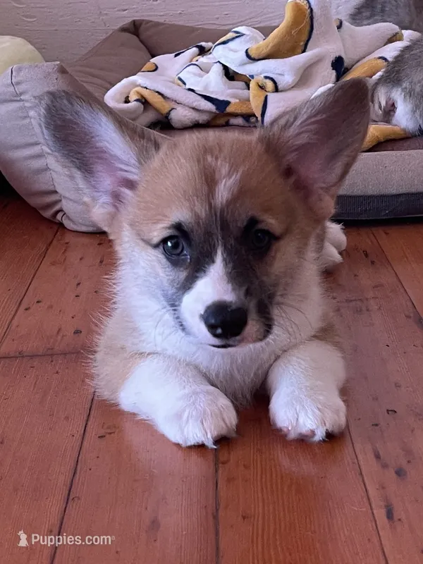 Charlie – Pembroke Welsh Corgi puppy for sale in Lacey, WA