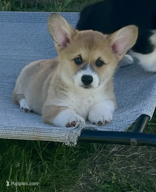 Lola – Pembroke Welsh Corgi puppy for sale in Lacey, WA