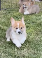 Gunner, a male Pembroke Welsh Corgi for sale in Lacey, WA – 6 of 9