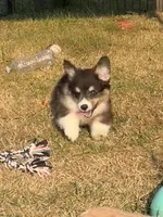 Bernard- FLUFFY, a male Pembroke Welsh Corgi for sale in Lacey, WA – 4 of 7