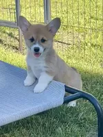 Lola, a female Pembroke Welsh Corgi for sale in Lacey, WA – 2 of 10