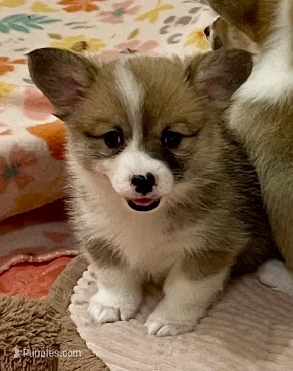 Ellie – Pembroke Welsh Corgi puppy for sale in Lacey, WA